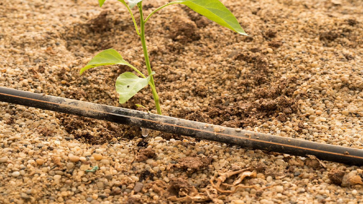 DIY Seed Tape: Planting and Spacing Carrots, Chard, Turnip and Beetroots -  DripWorks