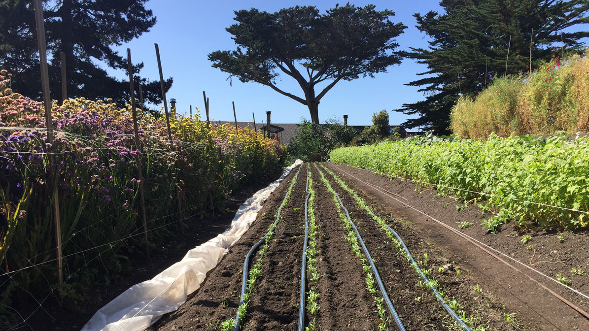 DIY Seed Tape: Planting and Spacing Carrots, Chard, Turnip and Beetroots -  DripWorks