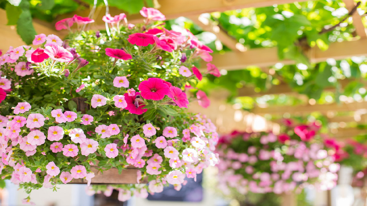 Watering Tips for Hanging Baskets DripWorks