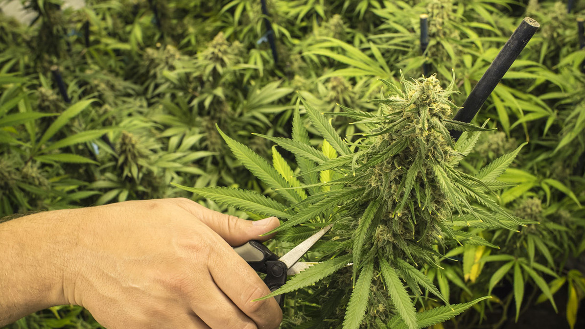 How to Grow Cannabis: 10-Step Guide for Your First Plant