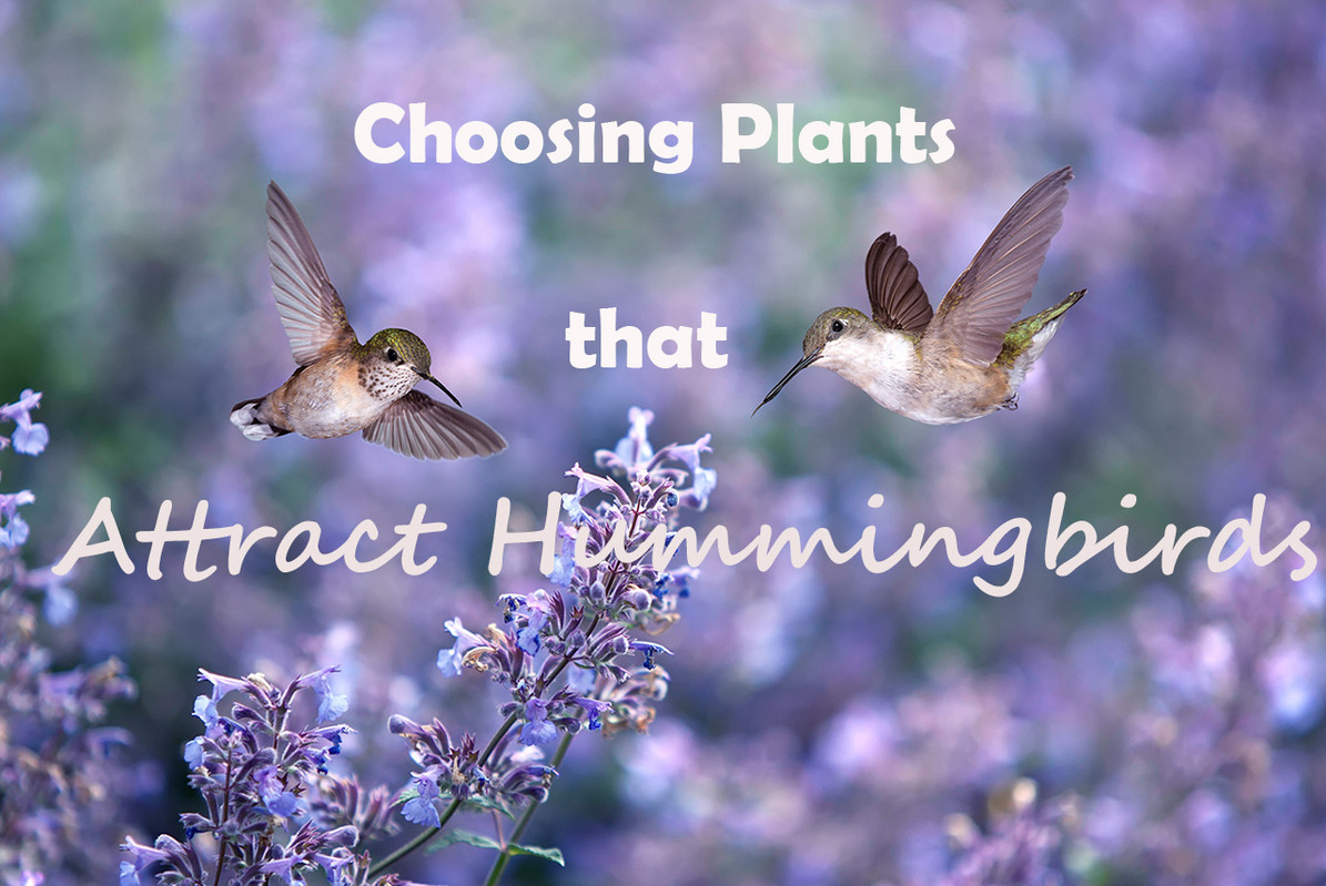 Best Plants to Attract Hummingbirds - DripWorks