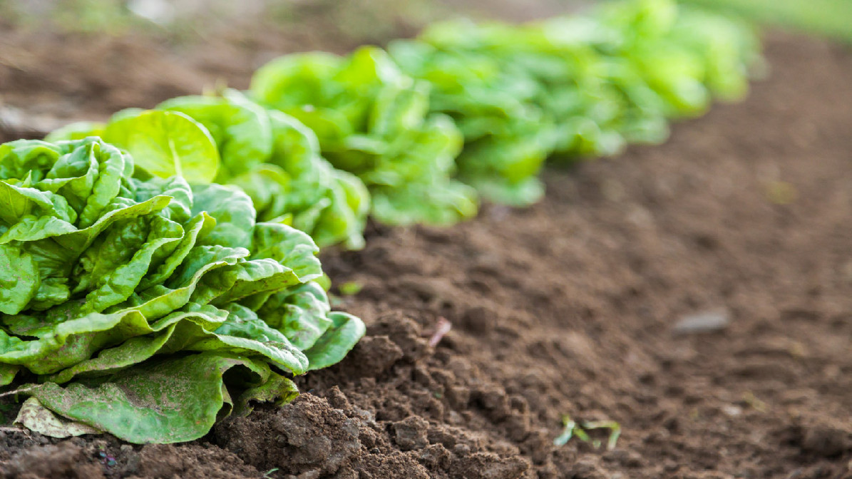 Salad Greens: How to Grow It