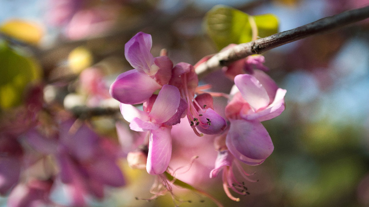 10 Flowering Trees For Spring 2024 DripWorks   Spring Tree 