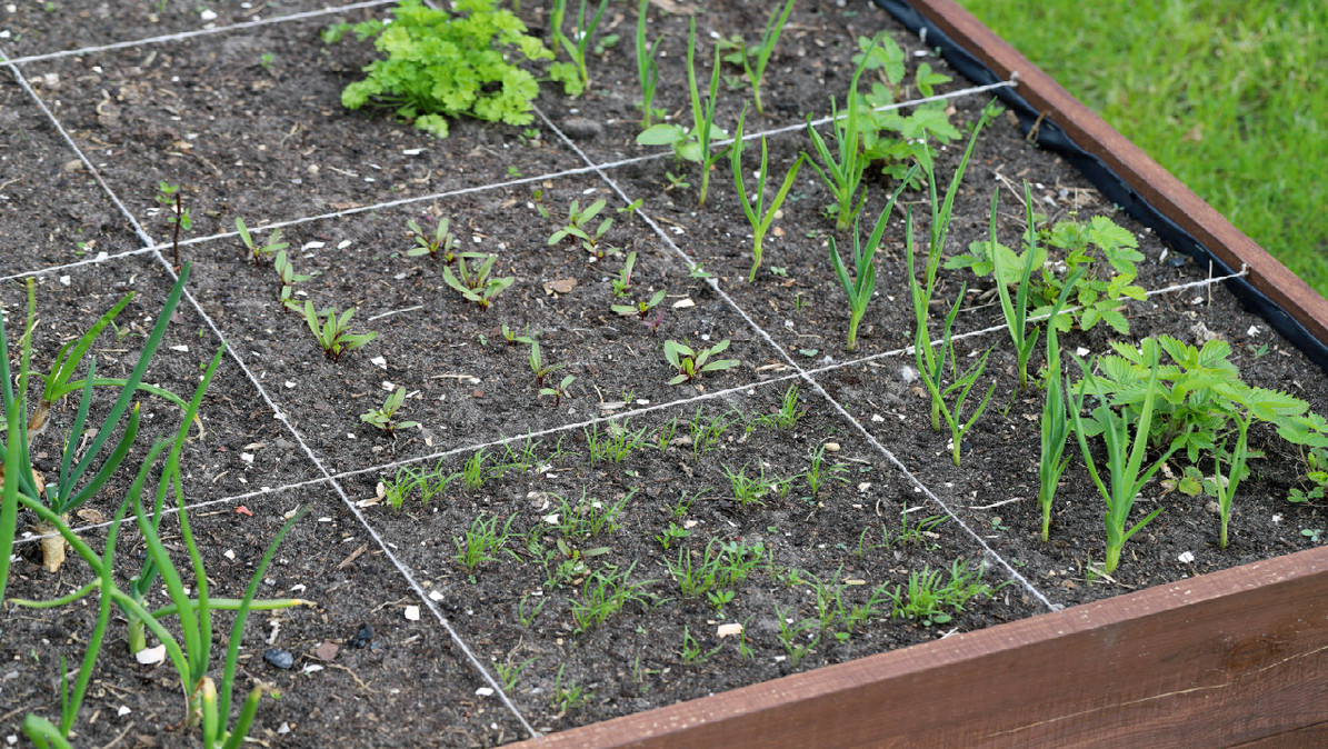 DIY Seed Tape: Planting and Spacing Carrots, Chard, Turnip and Beetroots -  DripWorks