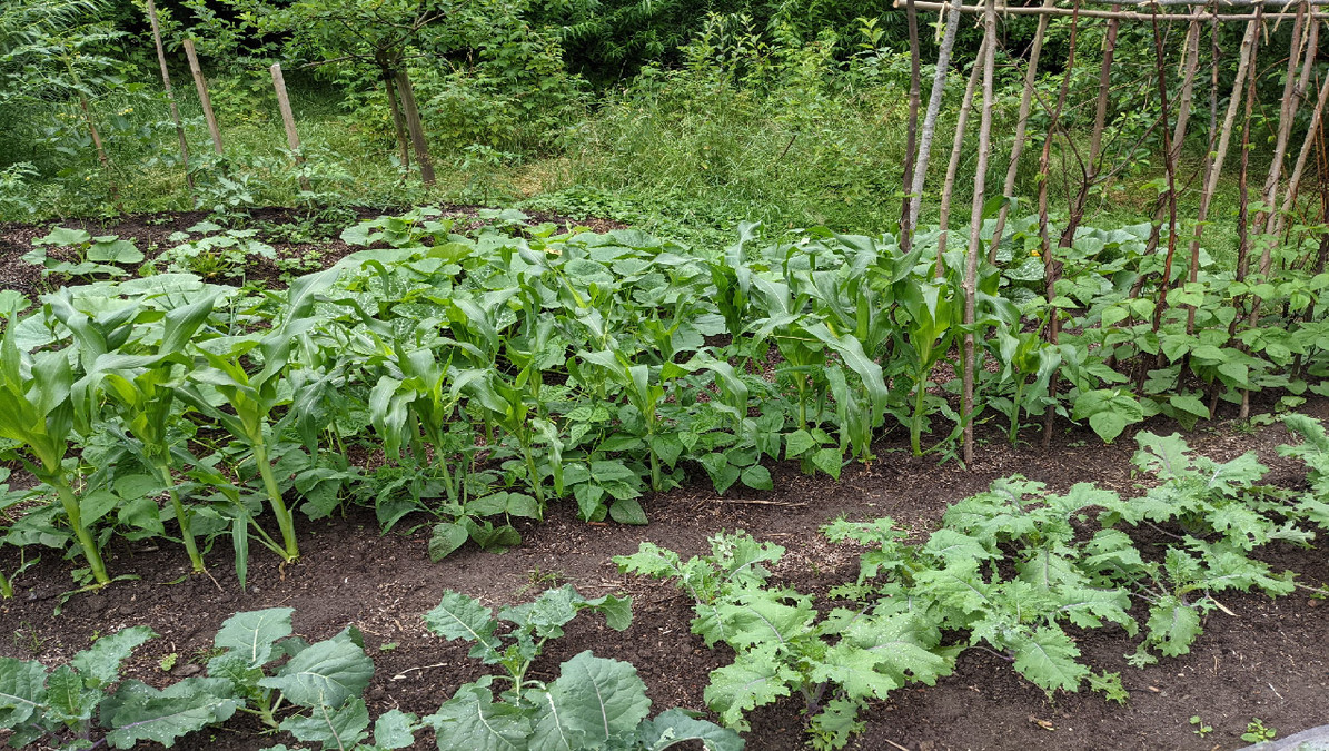 Summer Harvest: Corn - Orchard Nursery