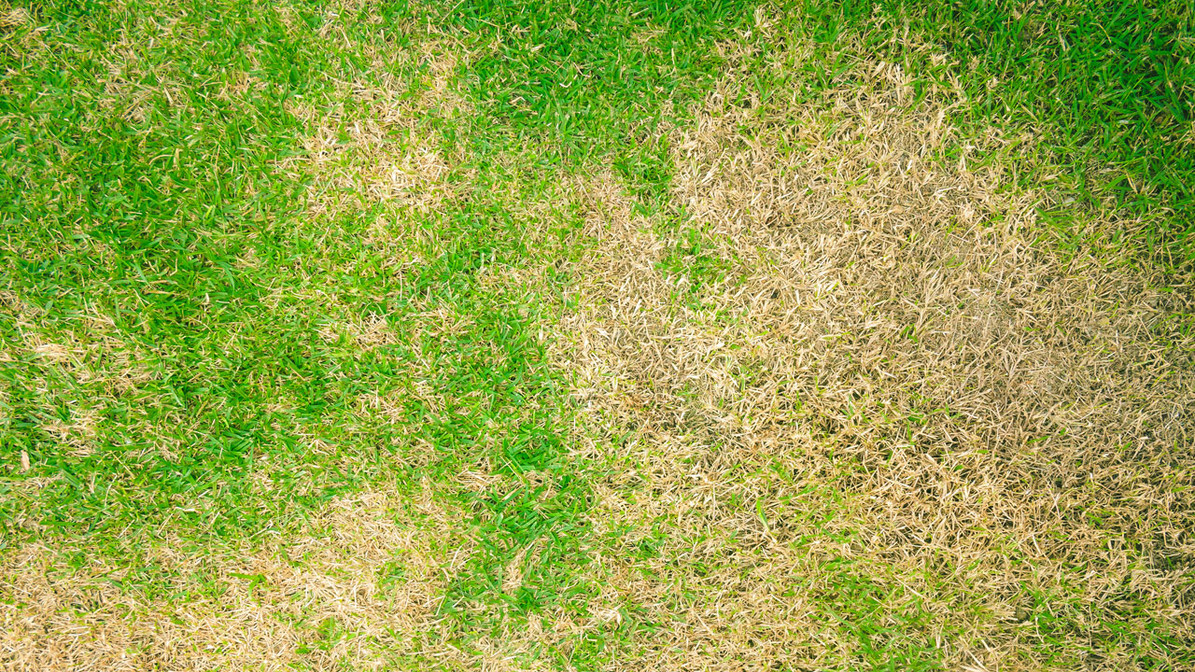 Tips on How to Care for Your Lawn During a Drought DripWorks