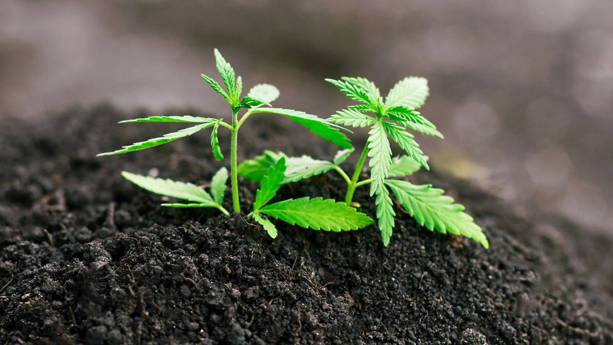 What Is the Best Soil for Growing Cannabis? - DripWorks