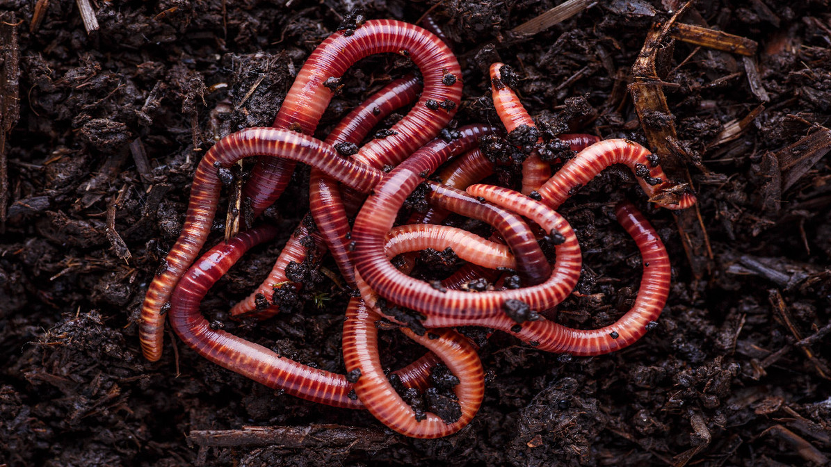 Live Red Wiggler WORMS, Bed Run, Red Wiggler Compost Worms, Red Wigglers