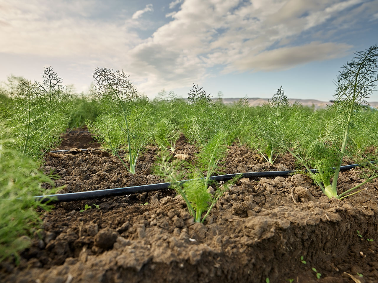 Toro Aqua Traxx Azul Driptape rolls