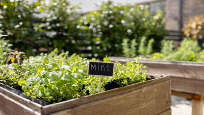 Grow These 10 Crops to Save on Your Grocery Bill Grow These 10 Crops to Save on Your Grocery Bill