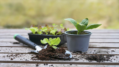 Beginner Friendly: How to Start a Small Vegetable Garden in Spring 