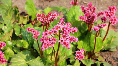 Top 10 Early Blooming Perennials to Brighten Up Your Flower Beds