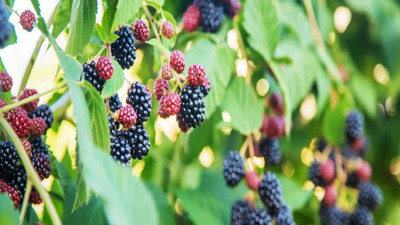 Blackberry Irrigation Tips: Boost Growth & Berry Production Blackberry Irrigation Tips: Boost Growth & Berry Production