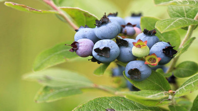 How to Grow Blueberries in Containers