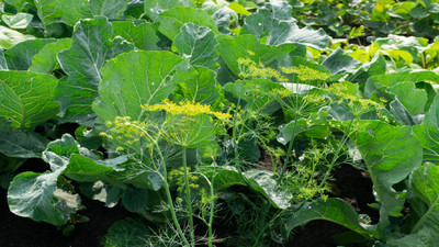 8 Best Companion Planting Combinations for Vegetable Gardens 