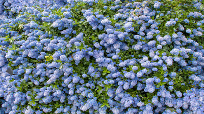 10 Best California Native Plants for Landscaping and Gardens 10 Best California Native Plants for Landscaping and Gardens