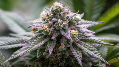 When to Harvest Your Cannabis Guide
