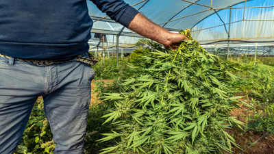 All About Drying and Curing Cannabis for a Best-Quality Harvest