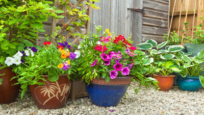 5 Hacks for Watering Container and Potted Plants 5 Hacks for Watering Container and Potted Plants