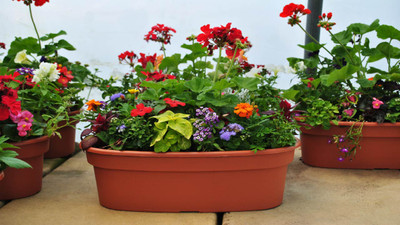 How to Install Drip Irrigation for Containers and Hanging Baskets