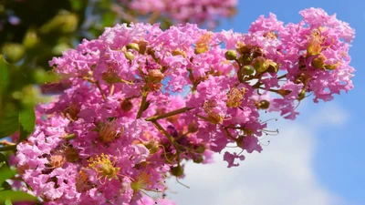 12 Sun-Thriving Plants for a Vibrant Fall Garden