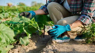 How to Prune Tomatoes, Peppers, and Cucumbers Summer Pruning Guide