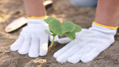 Essential June Vegetable Garden Tasks for a Better Harvest