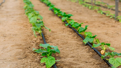 Top 10 Most Common Irrigation Questions Answered Top 10 Most Common Irrigation Questions Answered
