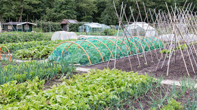 The Best Drip Lines for Organic Gardening