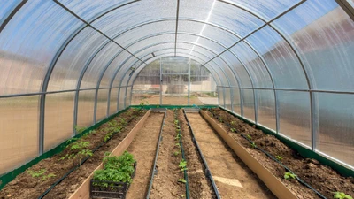 Selecting the Right Watering System: Drip or Spray