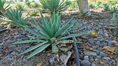 Design a Drip Irrigation System for Your Landscape