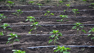 How to Improve a Drip Irrigation System with Easy Upgrades and Tips 