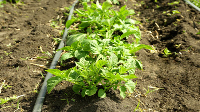 Efficient Gardening: Homeowner’s Guide to Drip Irrigation