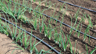 Drip Irrigation Installation: 8 Things to Know Before You Start