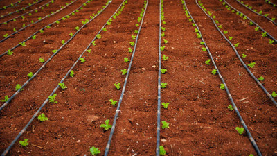Top 5 Easy-to-Use Drip Irrigation Systems for Beginners Top 5 Easy-to-Use Drip Irrigation Systems for Beginners