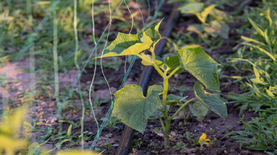 The Best Drip Irrigation Systems for Raised Beds, Gardens, and Row Crops