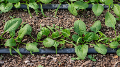 How to Prevent Clogged Drip Lines: Cleaning & Maintenance Tips