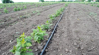 10 Reasons Why You Should Consider Drip Irrigation for Your Farm and Garden