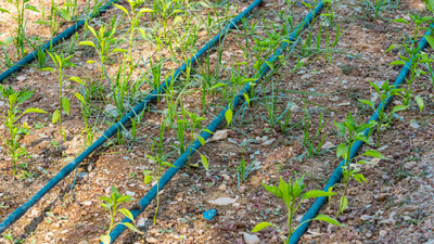 Top Drip Irrigation Systems for Vegetable Gardens