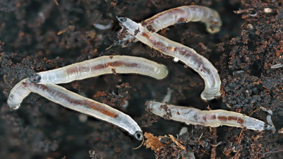How Do You Get Rid of Fungus Gnats on Cannabis