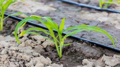 Drip Irrigation Systems for Gardens: Are They Worth It?