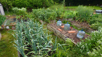 How to Water Raised Garden Beds with Drip Irrigation
