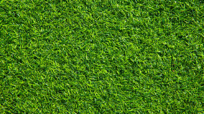 5 Best Grass Types for California Lawns 5 Best Grass Types for California Lawns