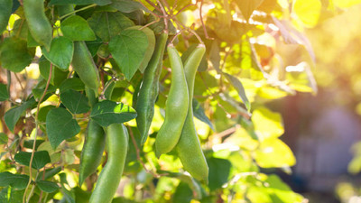 What to Plant in June: 20 Crops for a Productive Garden