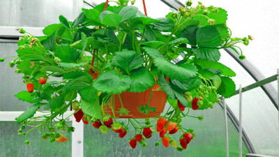 7 Top Vegetables You Can Easily Grow in Hanging Baskets