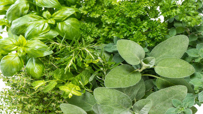 Top 8 Heat-Tolerant and Drought Resistant Herbs That Grow Well in Hot Climates 