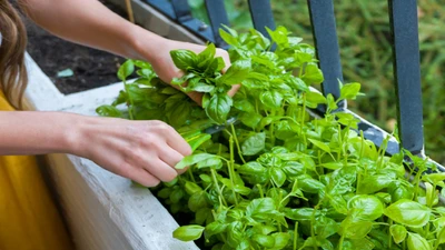 8 Fast-Growing Summer Vegetables and Herbs to Plant Now