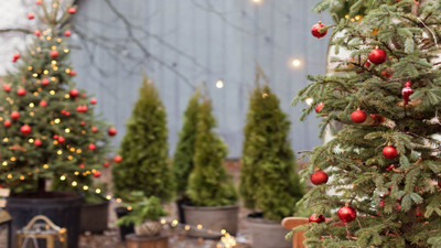 How to Create Holiday Décor from the Garden for Special Christmas Look