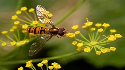 Natural Pest Control: Insects That Will Protect Your Vegetable Garden