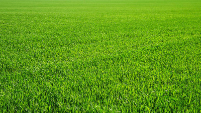 Smart Irrigation for a Sustainable Lawn